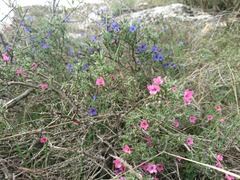 Lithodora fruticosa