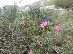 Lithodora fruticosa