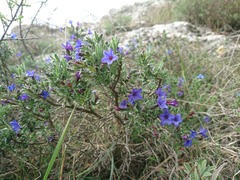 Lithodora fruticosa
