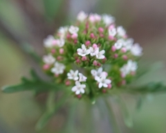 Valerianella discoidea