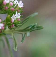 Valerianella discoidea