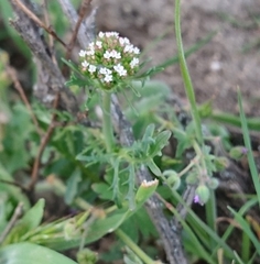 Valerianella discoidea