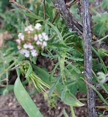 Valerianella discoidea
