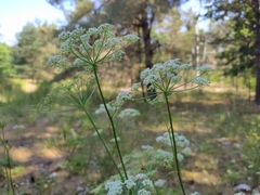 Peucedanum oreoselinum