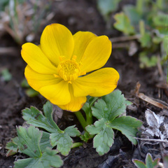 Trollius dschungaricus