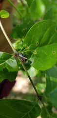 Smilia fasciata