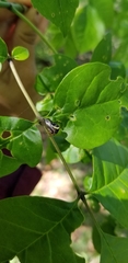 Smilia fasciata