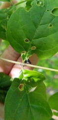 Smilia fasciata