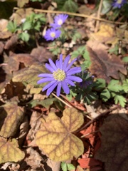 Anemonoides apennina