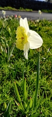 Narcissus pseudonarcissus