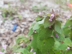 Lamium purpureum