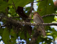 Cichlopsis leucogenys