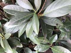 Wilsonomyces carpophilus