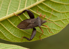 Acanthocephala bicoloripes image