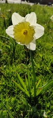 Narcissus pseudonarcissus