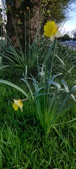 Narcissus pseudonarcissus