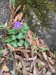 Viola sororia