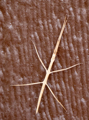 Parabacillus coloradus