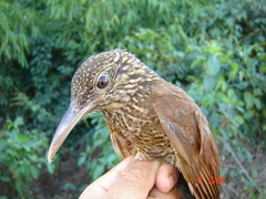 Dendrocolaptes picumnus