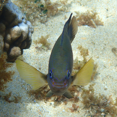 Neoglyphidodon polyacanthus