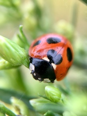 Coccinella septempunctata