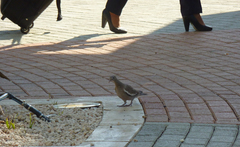Patagioenas corensis