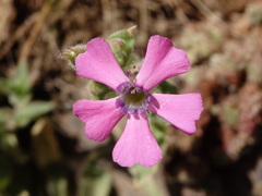 Silene acutifolia