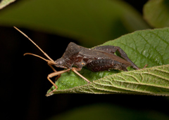 Acanthocephala bicoloripes