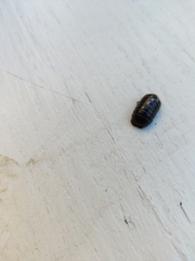 Armadillidium vulgare