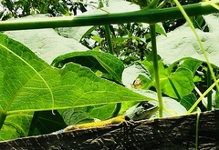 Sceloporus esperanzae