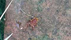 Pachyloides thorellii