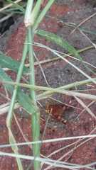 Pachyloides thorellii