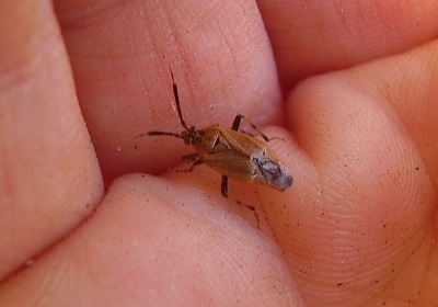 Romna capsoides