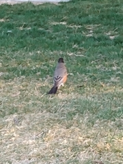 Turdus migratorius
