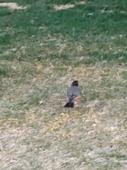 Turdus migratorius