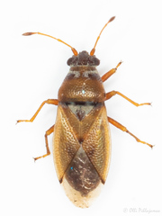 Cymus melanocephalus