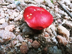 Exsudoporus