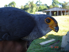 Micrastur ruficollis