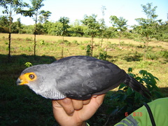 Micrastur ruficollis