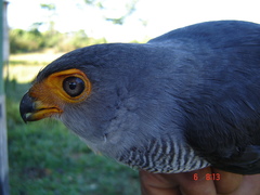 Micrastur ruficollis