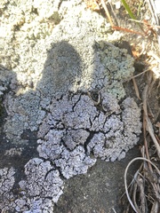 Dermatocarpon leptophyllodes