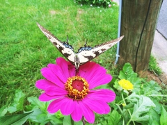 Papilio glaucus