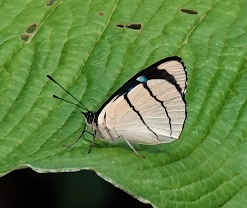 Pimpi Amarilla