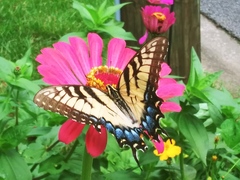 Papilio glaucus