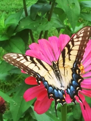 Papilio glaucus