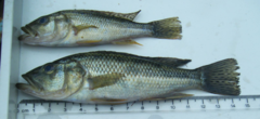 Serranochromis robustus