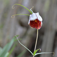 Fritillaria walujewii