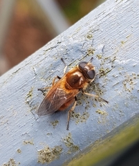 Cheilosia grossa
