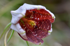 Fritillaria walujewii