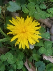 Taraxacum officinale